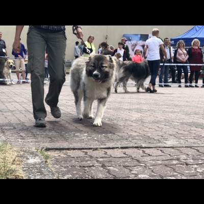 IDS SZCZECIN'18 - BAGIRA